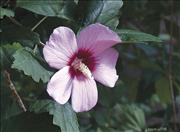 Rose of Sharon